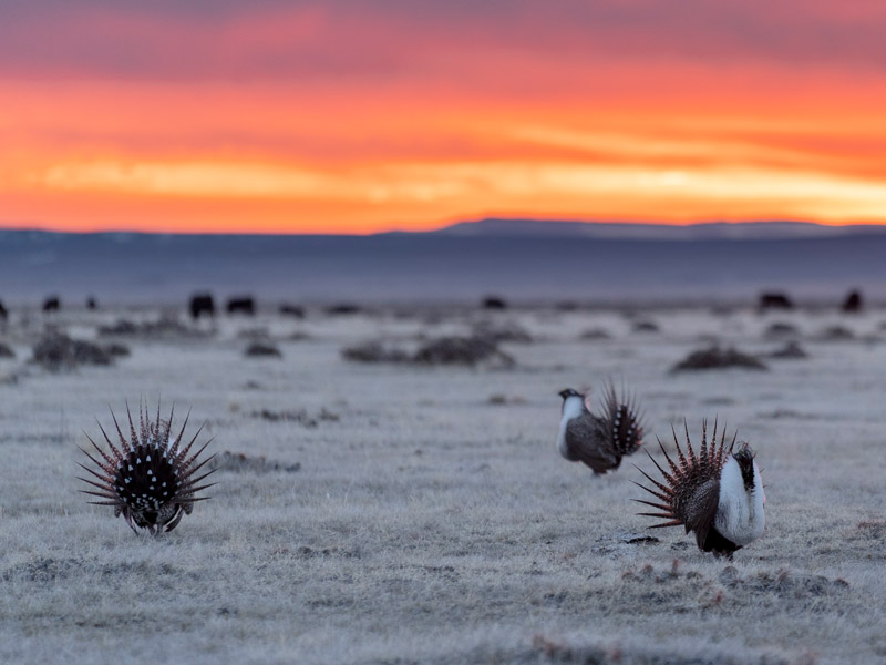 Photo of Greater Sage-Grouse lekking at sunrise in sagebrush-steppe habitat.