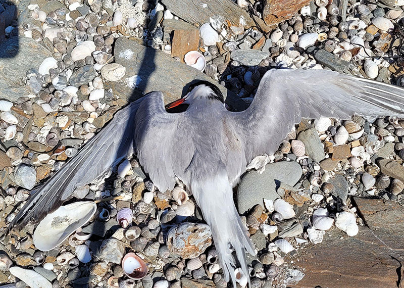 A dead Common Tern is a victim of a possible avian influenza outbreak.