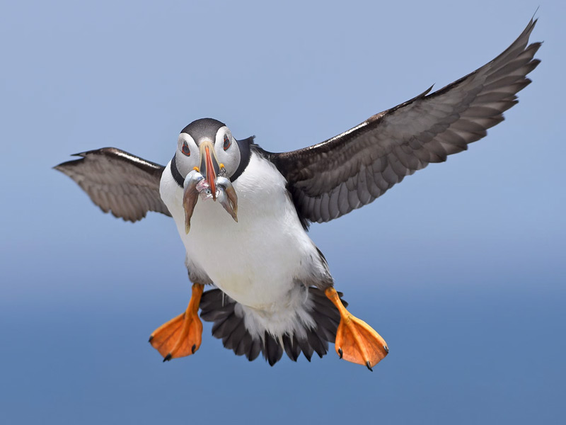 Photo of an in-flight Atlantic Puffin with a beak full of fish.