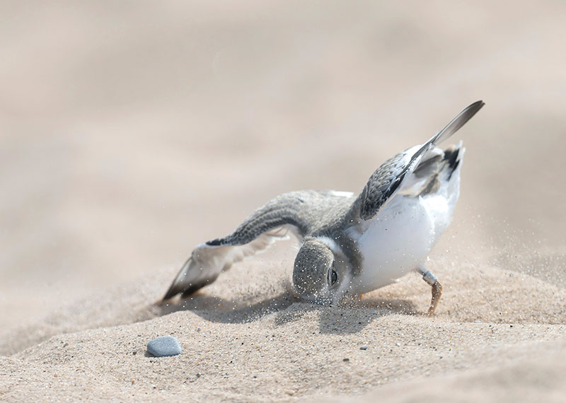 A captive-reared Piping Plover hunts for food at Sleeping Bear Dunes National Lakeshore.