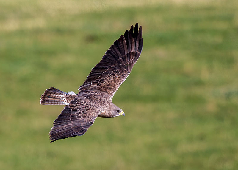 Swainson's Hawk.