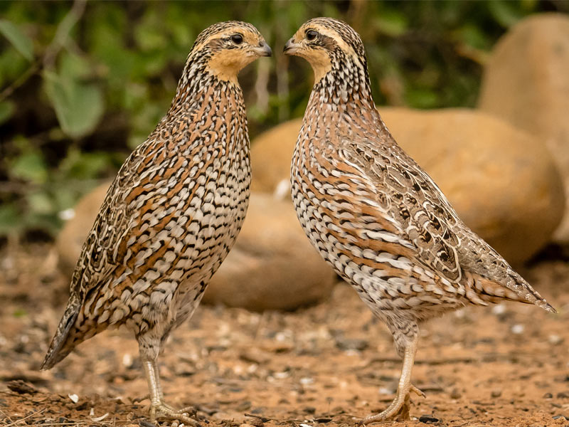 Photo of two Northern Bobwhites.