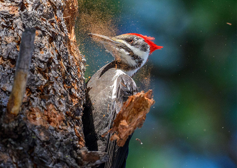 Pileated Woodpecker.