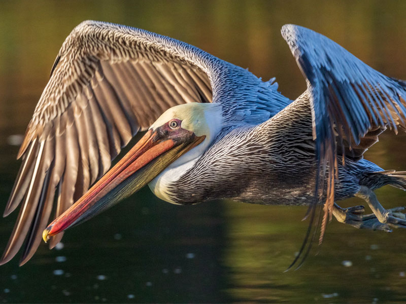 Photo of a Brown Pelican in flight.