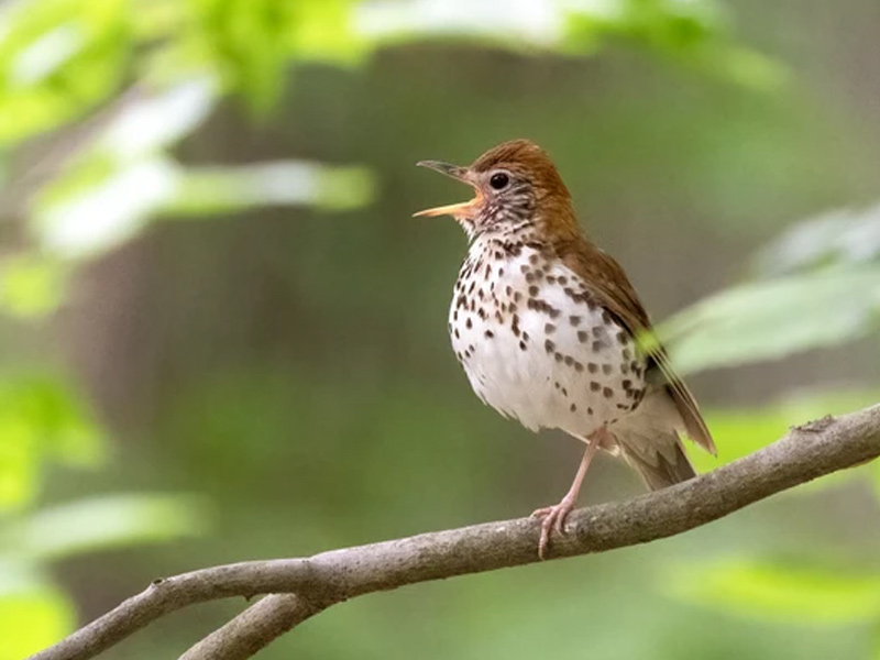 Wood Thrush perched on a tree branch with its beak open in song.