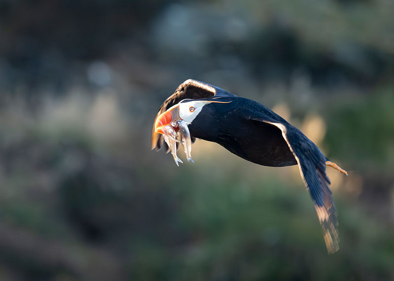 A Tufted Puffin brings a load of smelt home to its chick.