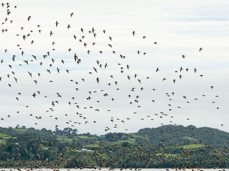 A flock of migrating Hudsonian Godwits arrive on Chiloé Island.