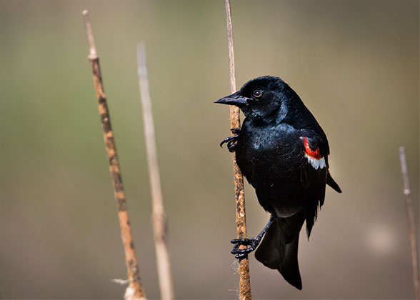 Photograph of a Tricololored Blackbird on a reed.