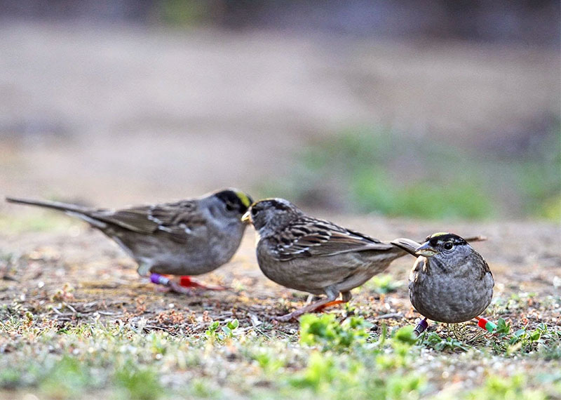 Golden-crowned Sparrows.