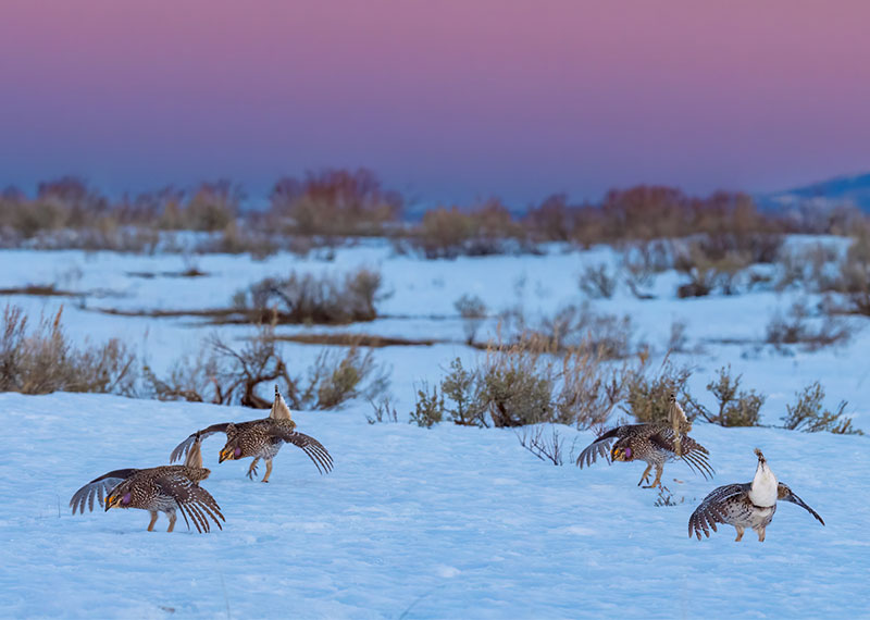 Male Sharp-tailed Grouse dance to impress female onlookers.