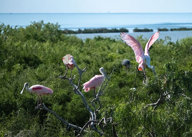 Roseate Spoonbills on Green Island, Texas.