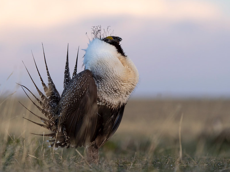 Photo of a male Greater Sage-Grouse.