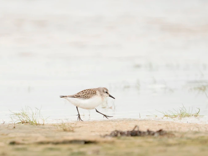 Photo of a Semipalmated Sandpiper running along shoreline.