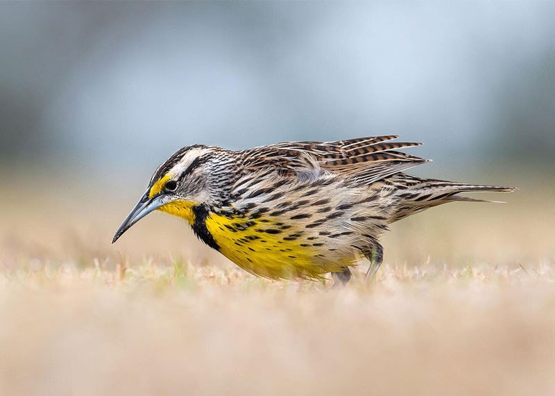 Eastern Meadowlark.