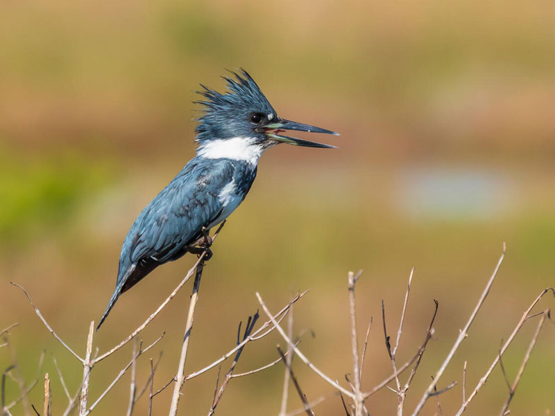 Belted Kingfisher perched on a twig with its beak open in song.