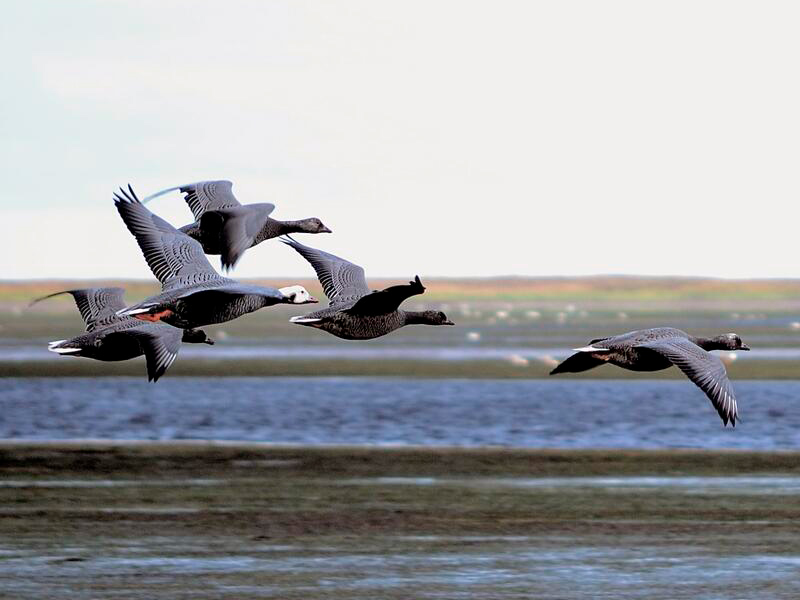 Photo of Emperor Geese in flight.