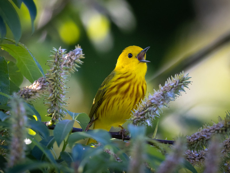 Photo of a Yellow Warbler, beak open in song.