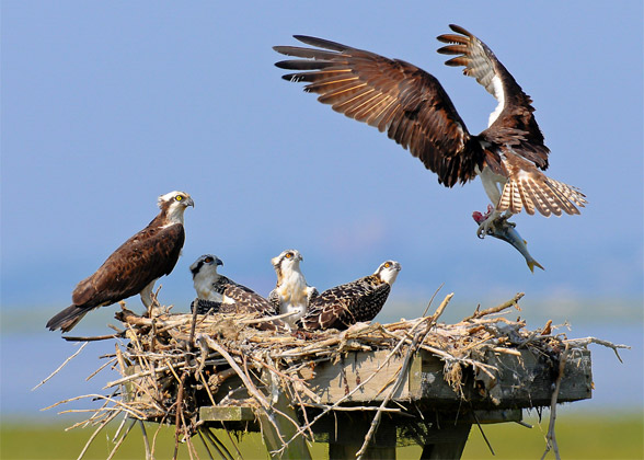 Osprey feeding fish to their chicks. Photo: Joseph Costanza/Audubon Photography Awards