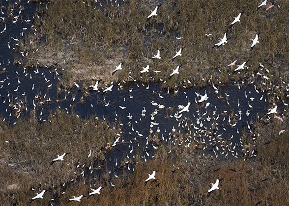 Hundreds of wading birds including Roseate Spoonbills and American White Pelicans forage in the Everglades.