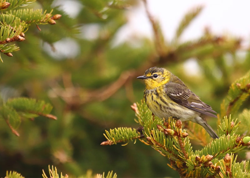 Cape May Warbler.