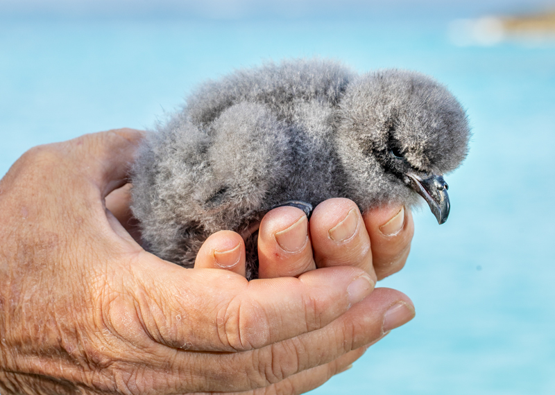 This two-day old Cahow chick hatched on Nonsuch Island in rewilded habitat.