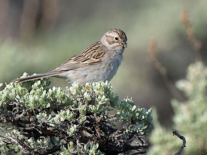 Brewer's Sparrow perched on a shrub.