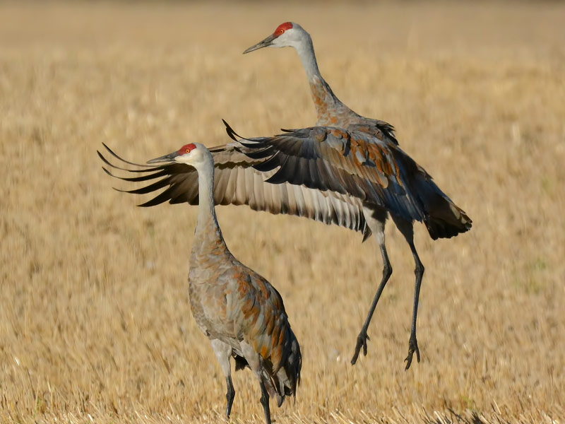 Two Sandhill Cranes in a field, one taking flight.