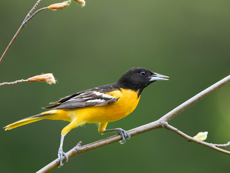 Photo of a Baltimore Oriole perched on a budding branch.