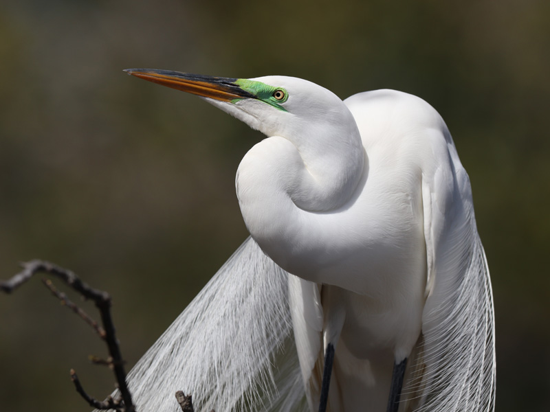 Photo of a Great Egret.