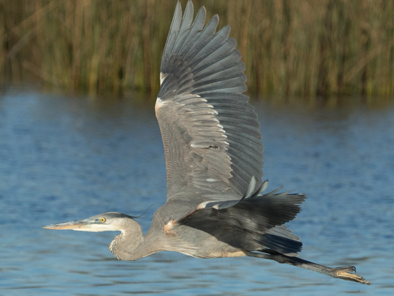 Photo of a Great Blue Heron in flight over a body of water.