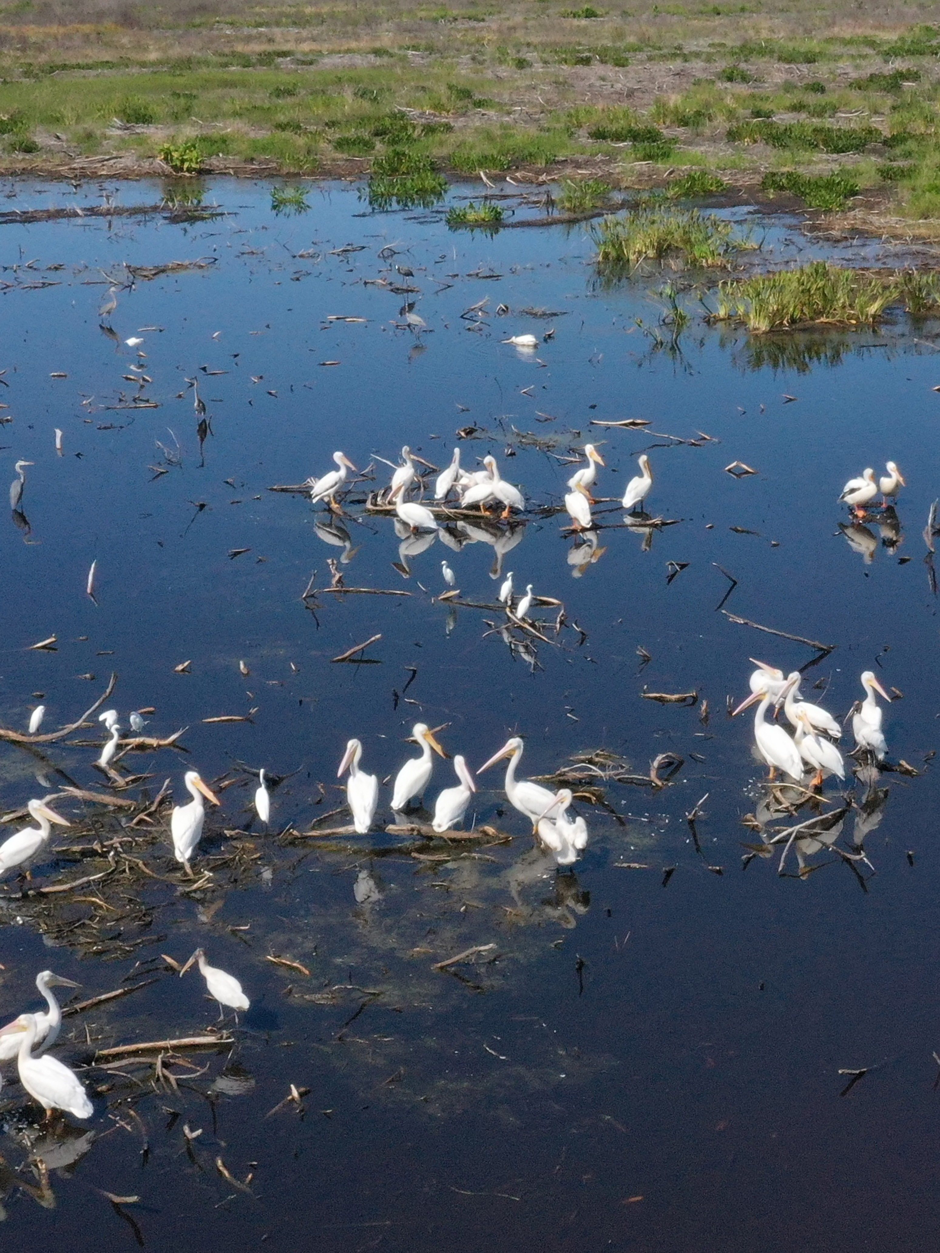 White birds in a wetland.