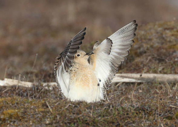 Photo of a Buff-breasted Sandpiper in the Arctic Refuge.
