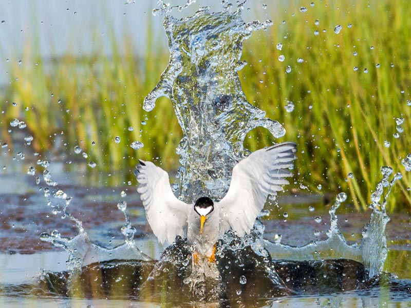 Least Tern splashing in water, wings outstretched. 