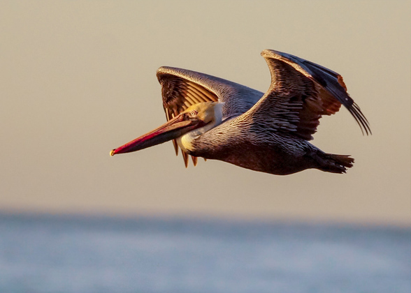 Brown Pelican. Photo: Joanne Bartkus/Audubon Photography Awards