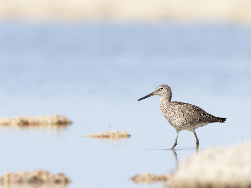 A Willet foraging in the Great Salt Lake.