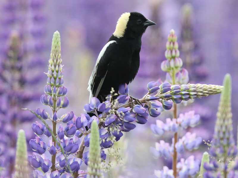 Photo of a Bobolink on a purple flowering plant.