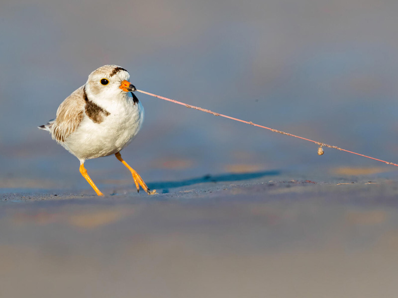 Piping Plover tugs a worm from the sand with its beak.