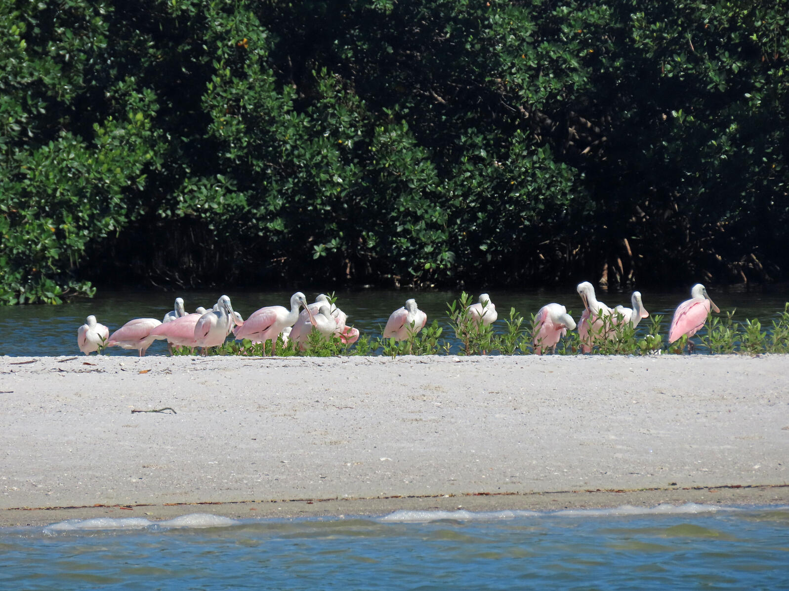 Pink and white wading birds sitting on a beach. 