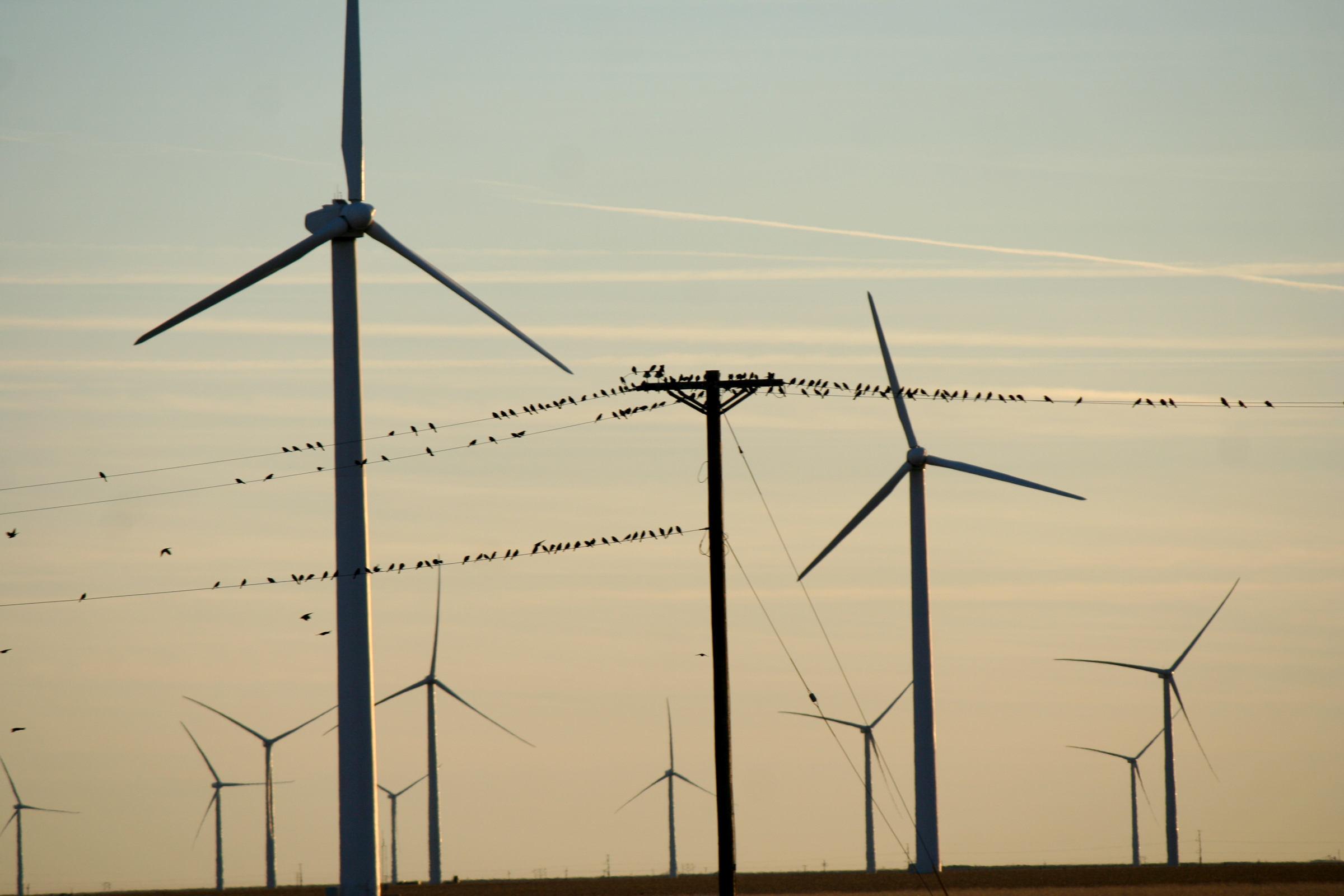 Wind turbines at sunset with birds on the wires