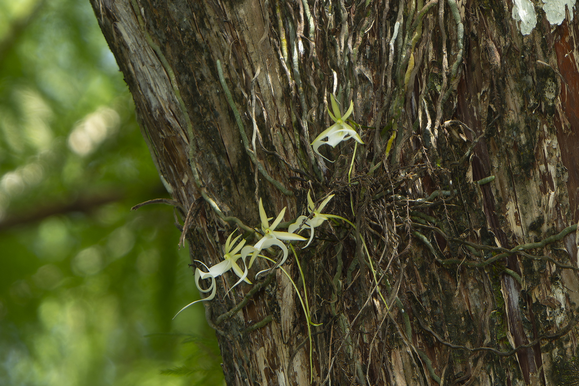 Close-up of white blossoms on the side of a tree