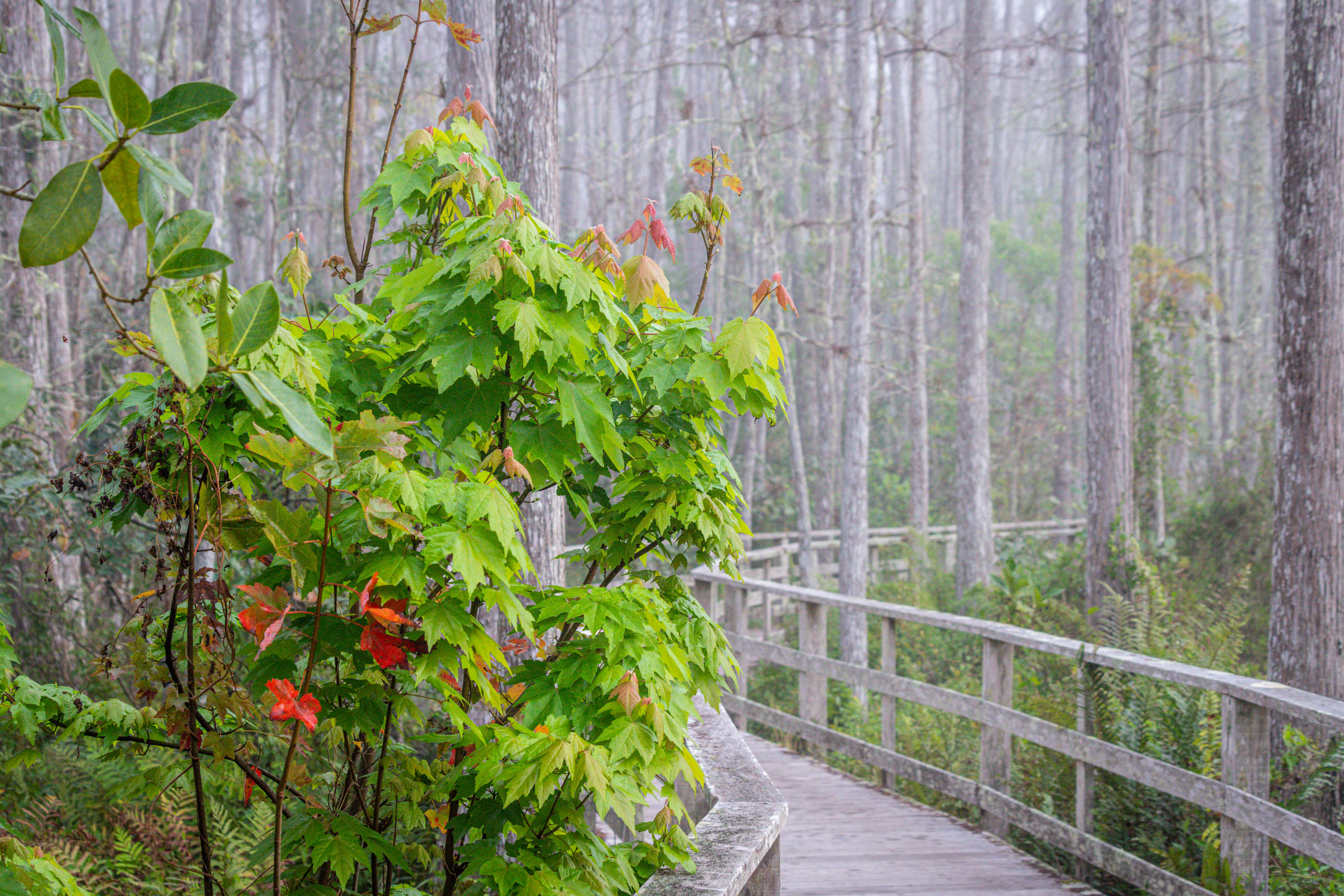 Corkscrew Swamp Sanctuary Boardwalk. Photo by Arnold Collens