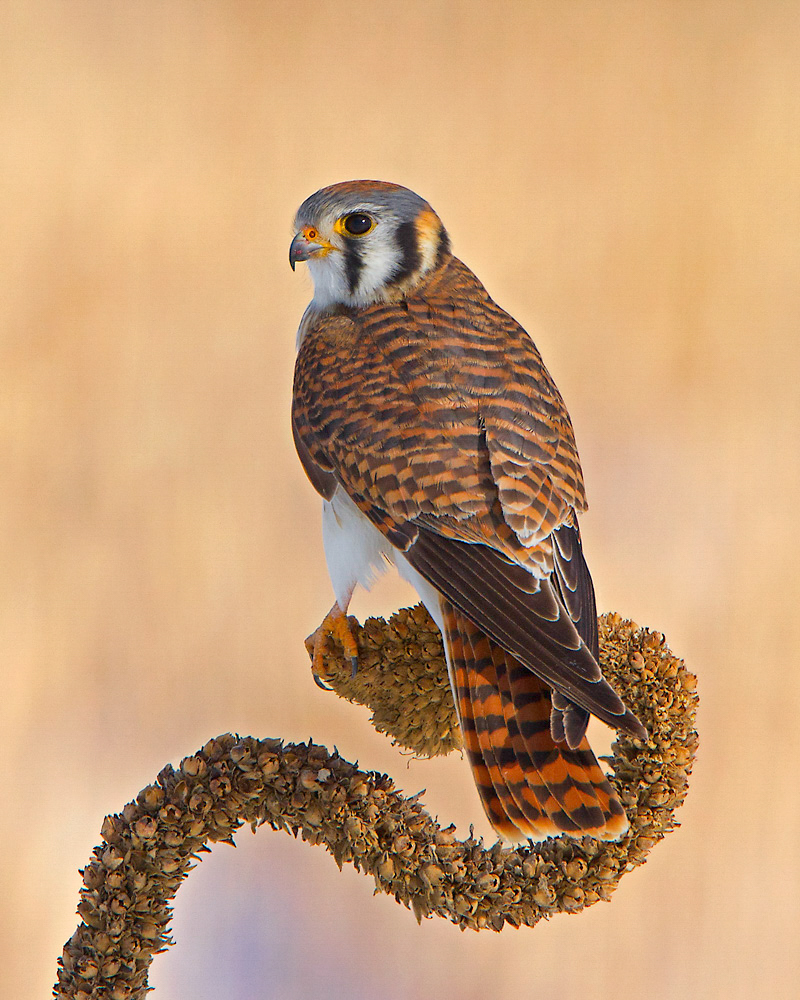 American Kestral