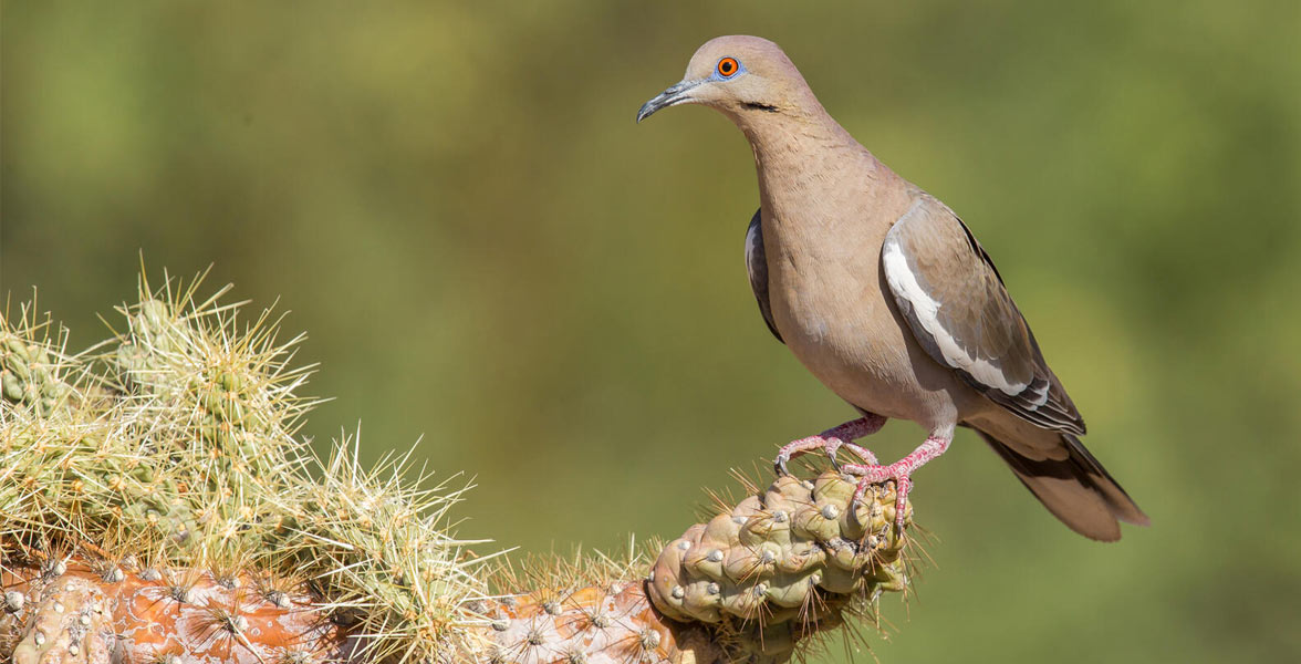 A White-winged Dove perches on a Cholla Cactus.