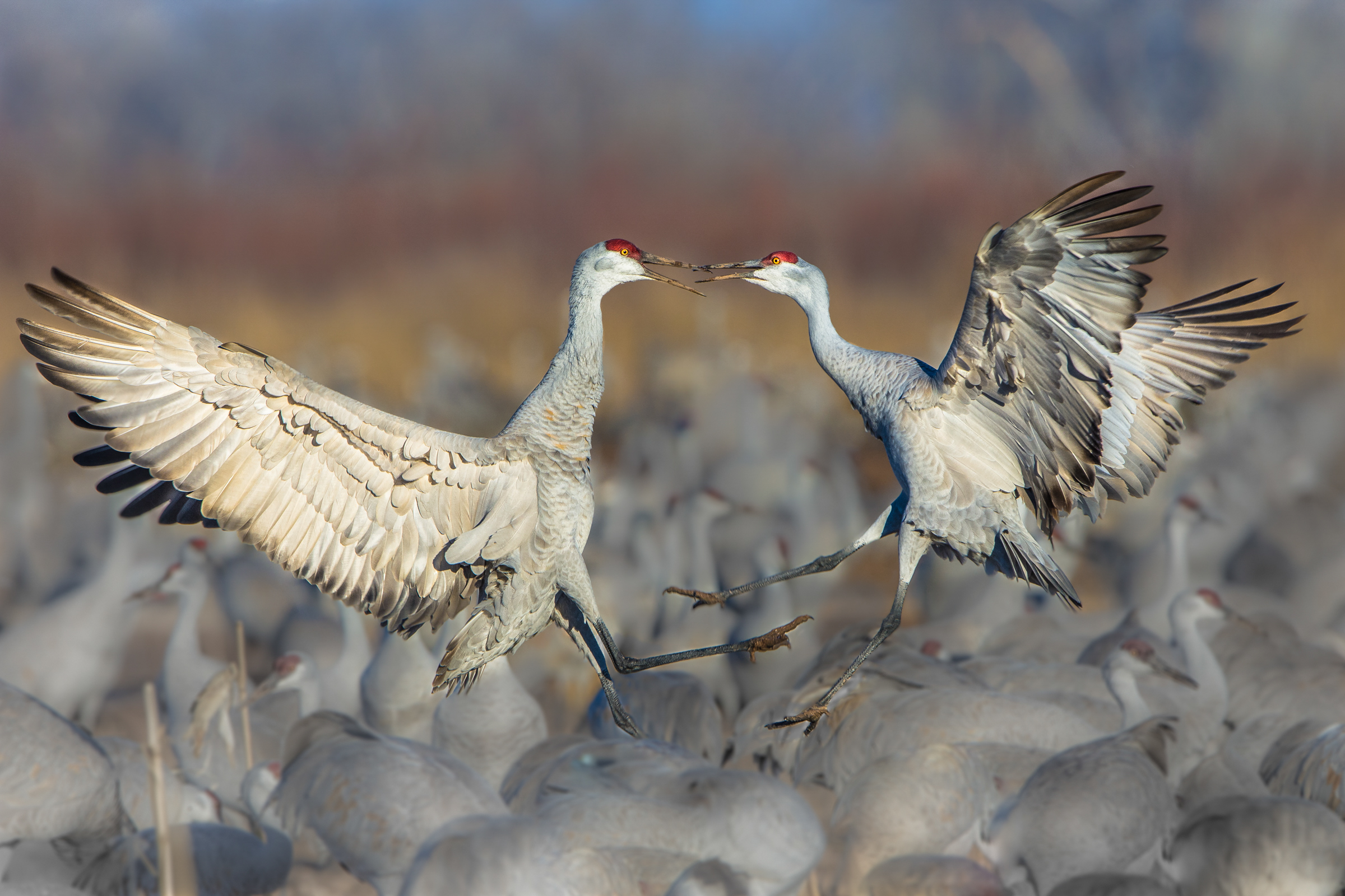 Sandhill Crane