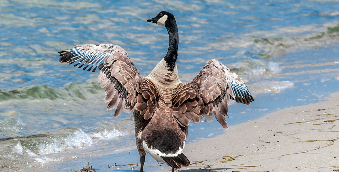 Canada Goose.