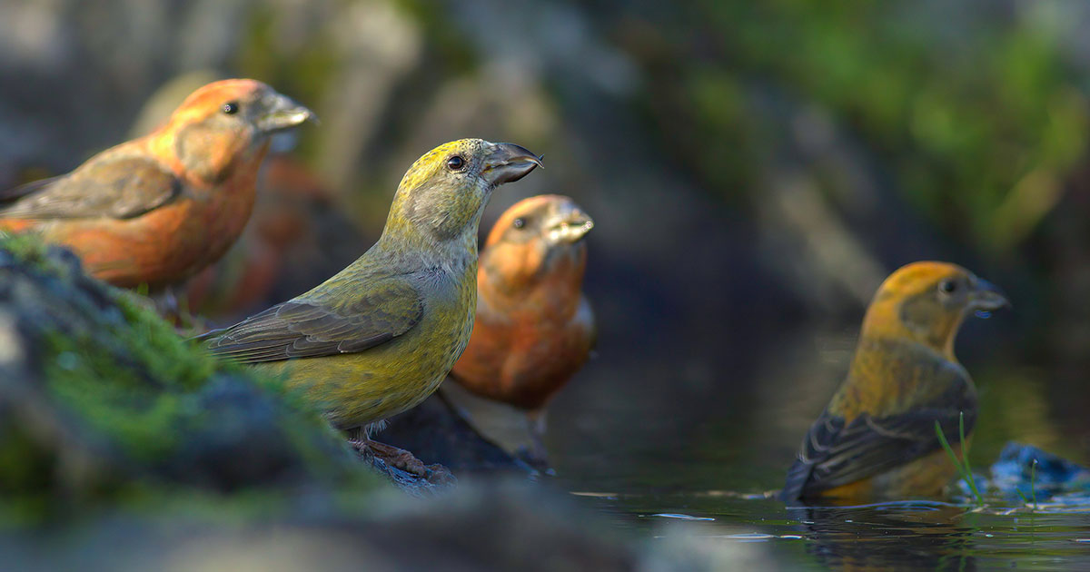 Red Crossbills.