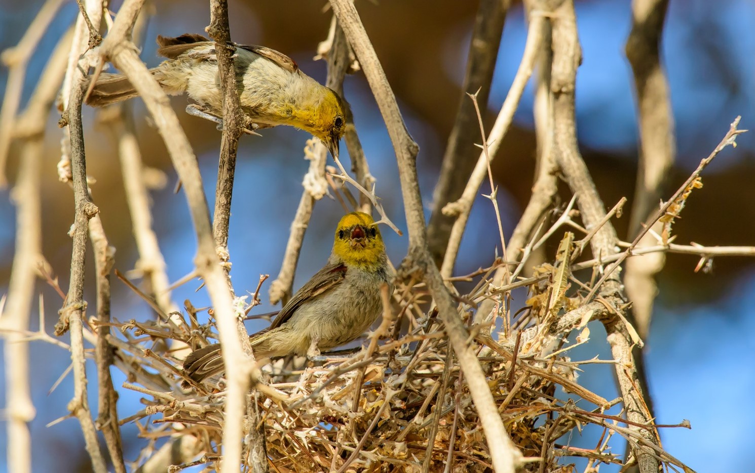 Two Verdins are working on a nest together between a bunch of brown branches.