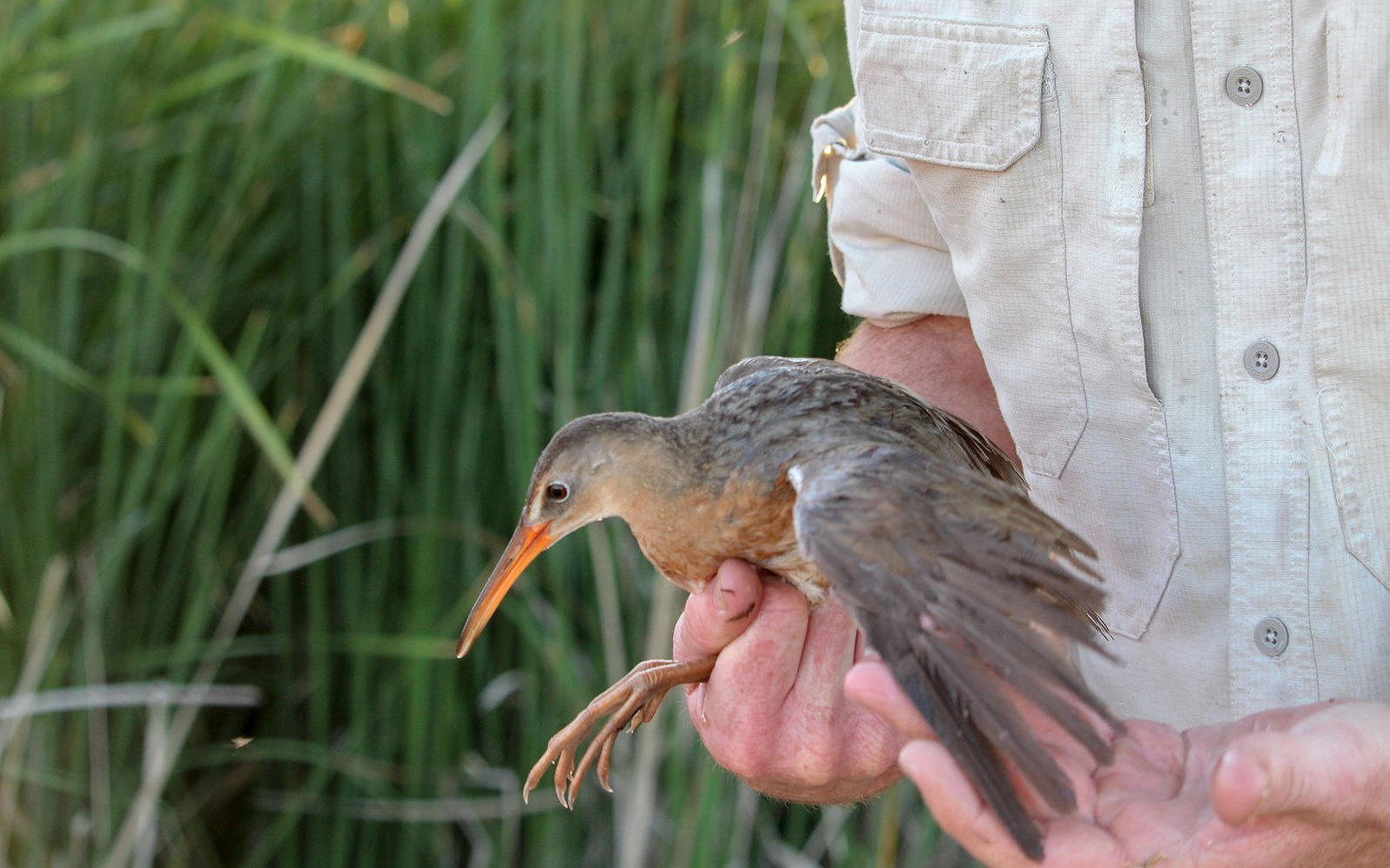 A hand holding a frazzled Yuma Ridgway's Rail, a small marshbird.