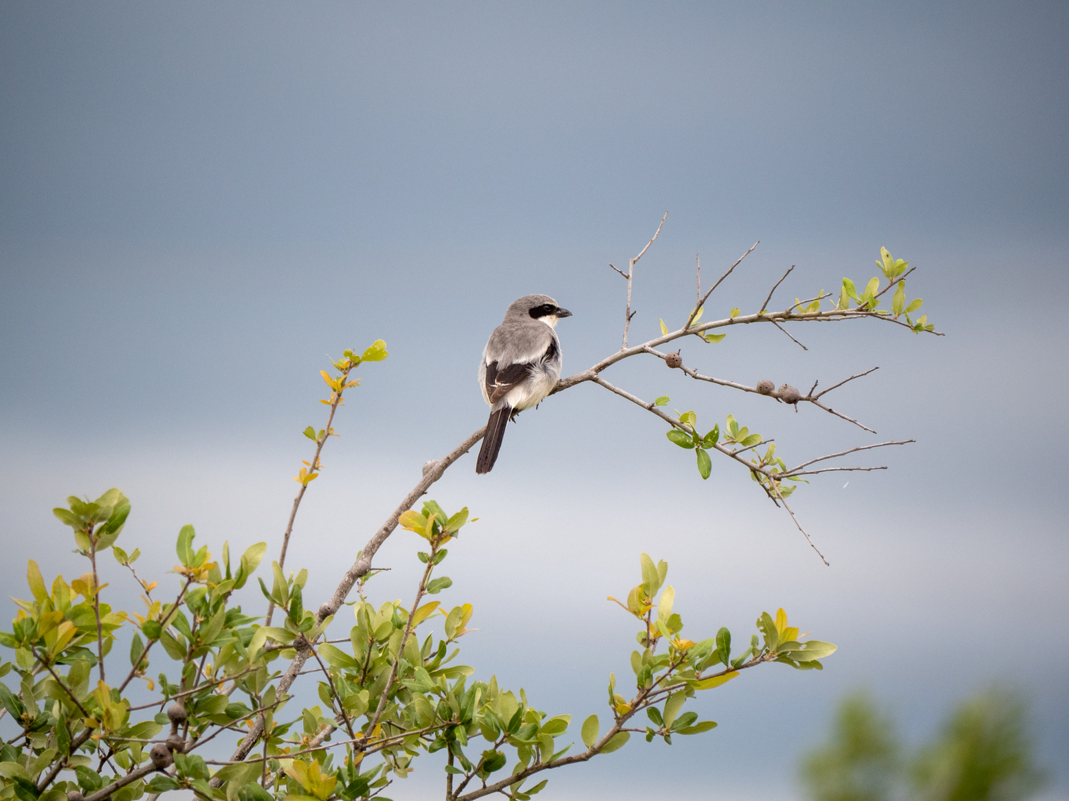 Loggerhead Shrike