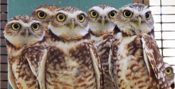 A parliament of Burrowing Owls look on with wide eyes.